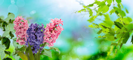 beautiful nature spring background with fresh colorful flower hyacinths