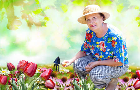 senior woman gardening tulips flowers