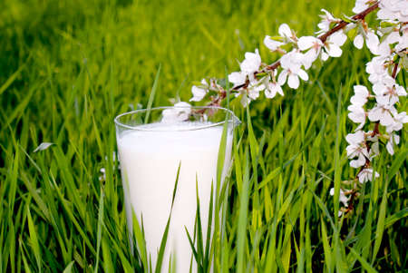 Natural rural milkの写真素材