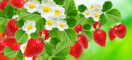 red ripe fresh garden strawberriesの写真素材