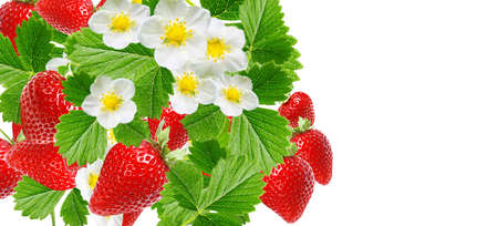 red ripe strawberriesの写真素材