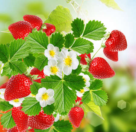 garden ripe strawberriesの写真素材