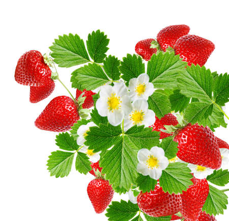 fresh red summer strawberriesの写真素材