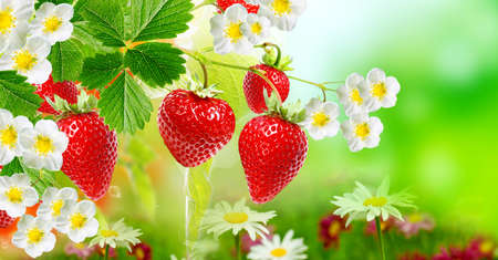 Fresh tasty berries in garden.の写真素材
