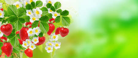 Tasty red strawberries on a summerの写真素材