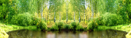 Landscape birch trees.の写真素材