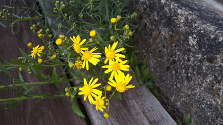Yellow wildflowers next to a wooden fence