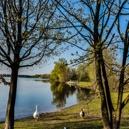 Geese on the bank of a lake in which trees are reflected.の写真素材