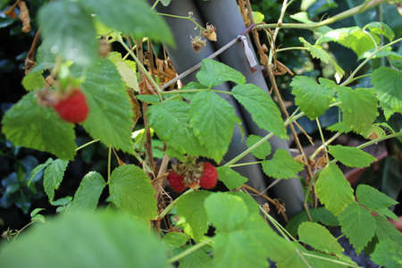 Raspberries ripen in mid-summer. Raspberries have a bush tree full of tiny thorns. The fruit of the...