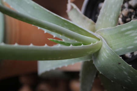 Cacti in pots. Succulent plants. Tropical plants. Aloe is a medicinal plant. Cacti are densely packed in pots. Indoor plants. Plants on the terrace. They love the summer heat and the light of the sun.の写真素材