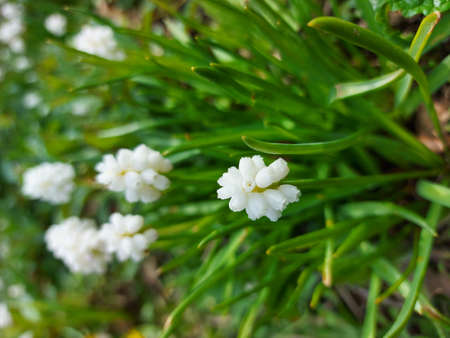 White spring flowers. The petals are white. Nature in the field. Fruits are blooming. The green leaves are bright and fresh. The branches of the tree are full of small flowers. Bees honey. Sunny day.の写真素材