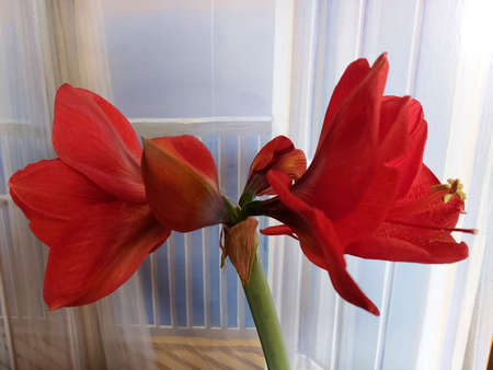 Red amaryllis on a white background. Buds of red amaryllis. A massive green tree blooms. Yellow anthers scatter pollen. Flowering is seasonal in every season. A beautiful gift. Valentine's Day.の写真素材