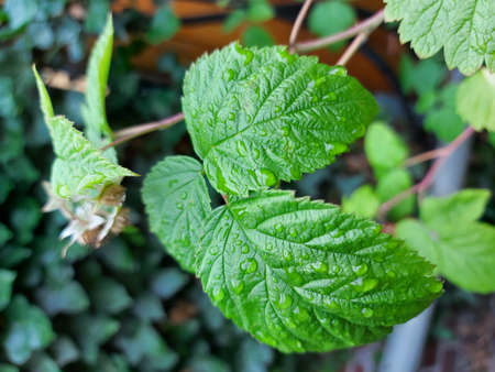 Nature after the rain. Raindrops are pouring from the leaves. The droplets glow in the sunlight....