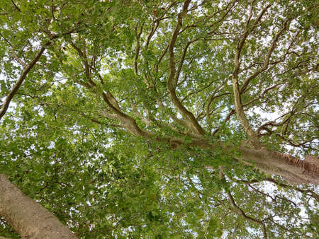Nests are hidden in the treetops. A green kingdom with a heavenly background. Forests are the lungs...