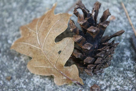 Dry cones on the ground. An acorn is hidden in the blades of grass. Broken top of a branch with a...