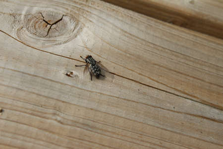 Insects in nature. Fly on a wooden board. Wooden table in the sun with a fly. Flowers with butterflies. Butterflies with colorful wings. Bright flower petals with Bees. Green grass in the meadow.の写真素材