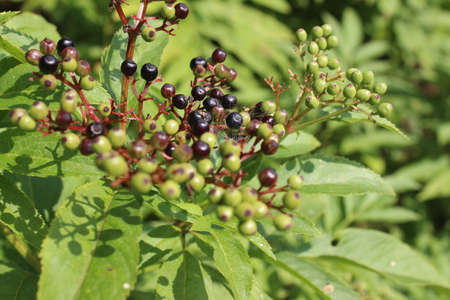 White flowers in nature. Black elder on the bush. White clustered inflorescences. Elder is a...