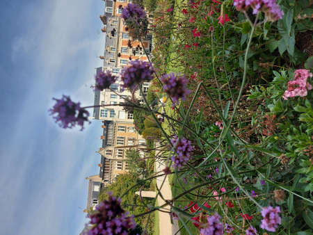 Pink flowers in a natural environment. The petals are delicate and bright pink. The tree is herbaceous and fragile, grouped in bushes. The sky is clear and blue. A sunny day is in the background. pinkの写真素材