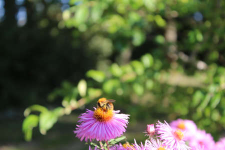 Pink flowers in a natural environment. The petals are delicate and bright pink. The tree is...