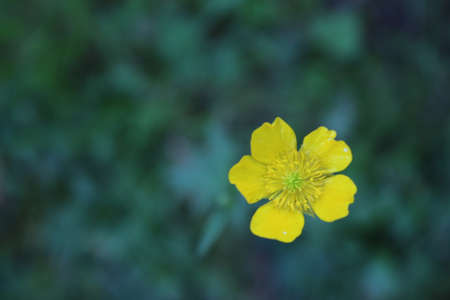 Yellow wild flowers. Yellow flowers on a green background. The petals on the inflorescence are...