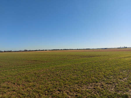 Aerial view of green wheat field with blue sky in the background