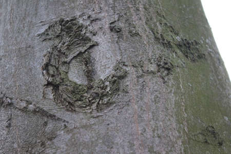 Tree bark abstraction. The bark is in close up. The structure of the bark of the tree. Tree bark...