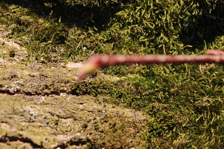 Tree in close up. Moss grows on the bark of trees. Rough bark structure. Bark abstraction. Amazing...