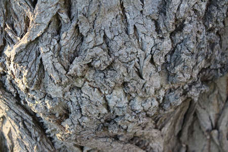 Tree bark abstraction. The bark is in close up. The structure of the bark of the tree. Tree bark...