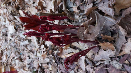 A closeup shot of a red flower on the ground covered with dry leavesの写真素材