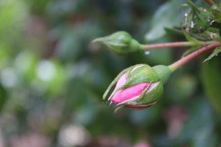 Pink roses in close up. Photographer of the Queen of Flowers. A bushy tree with pink flowers....