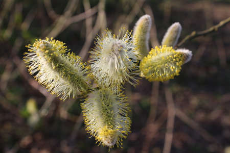 Flowering willow branches in spring, close-up.