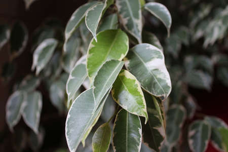 Ficus benjamina, ficus benjamina, ficus benjamina, ficus benjaminaの写真素材