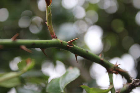 Close-up of a rose bud on a branch in the gardenの写真素材