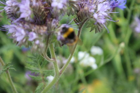 Green in the background. Lush foliage. Macrophotography of insects. Pollen in the air. Colorful...
