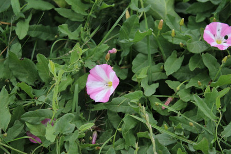 Field bindweed is a beautiful wild flower. The tree is a herbaceous creeper. The flowers are tiny...