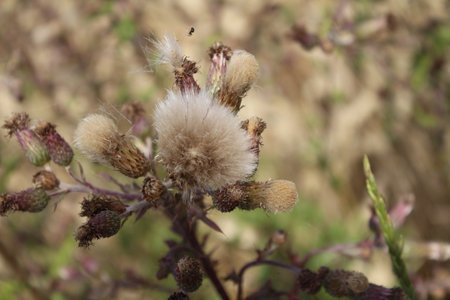 Cirsium vulgare plant in bloom, close-upの写真素材