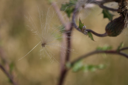 Close up of a dry thistle flower in bloom, selective focus. Wildflower seeds in the wind....