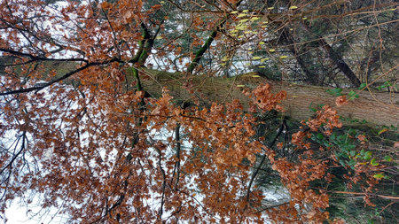Fallen leaves on the branches of a tree in the park. Winter scene. Tree photography. Bare branches....