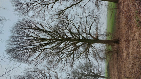 Tree in the park with reflection of the sky in the water. Winter scene. Tree photography. Bare branches. Dry leaves. Forest on a foggy day. Natural environment. Non urban.の写真素材