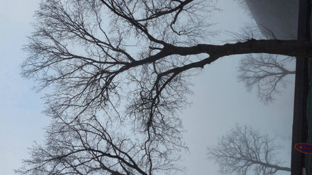 Bare tree branches on a foggy day, close-up. Winter scene. Tree photography. Dry leaves. Forest. Natural environment. Non urban.の写真素材