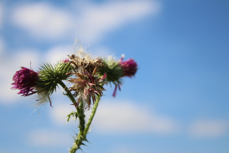 Flowers of thistle against the blue sky and clouds. Selective focus. Beautiful nature. Autumn scene. White Clouds game. Thorny burdock branch. Minimalist approach.の写真素材
