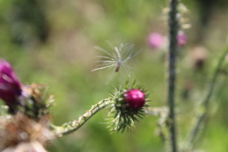 A close-up shot of a dandelion seed head with a blurred background. Beautiful nature. Autumn scene. Thorny burdock branch. Pink blossoms. Flowering plants.の写真素材