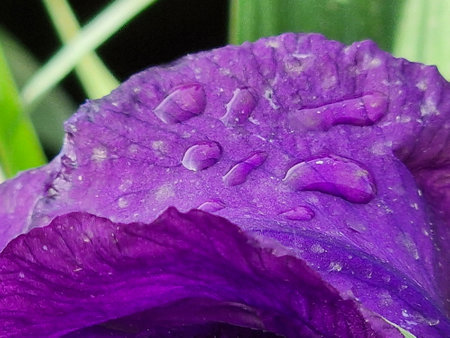 Purple iris flower with water drops on petals close upの写真素材