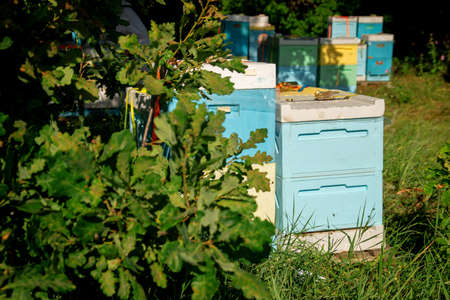 A beekeeper at an apiary holding a frame with honey and bees