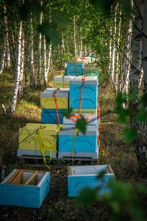 A beekeeper at an apiary holding a frame with honey and beesの写真素材