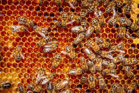 A beekeeper at an apiary holding a frame with honey and beesの写真素材