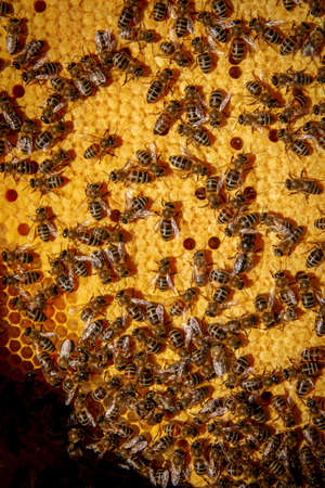A beekeeper in the apiary marks the queen with a yellow marker
