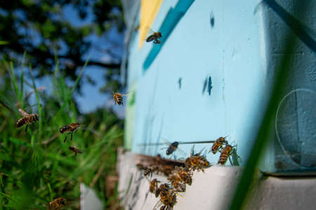 A beekeeper in the apiary marks the queen with a yellow marker