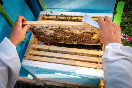 A beekeeper in the apiary marks the queen with a yellow marker