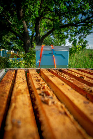 A beekeeper in the apiary marks the queen with a yellow marker